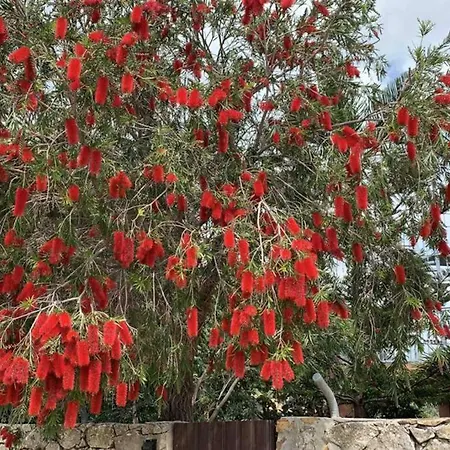 Natural Dream Apartment Blue Wifi Tarifa Exterior foto